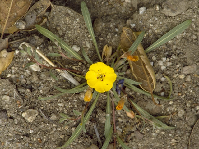 Camissonia micrantha (Miniature suncup) #6789