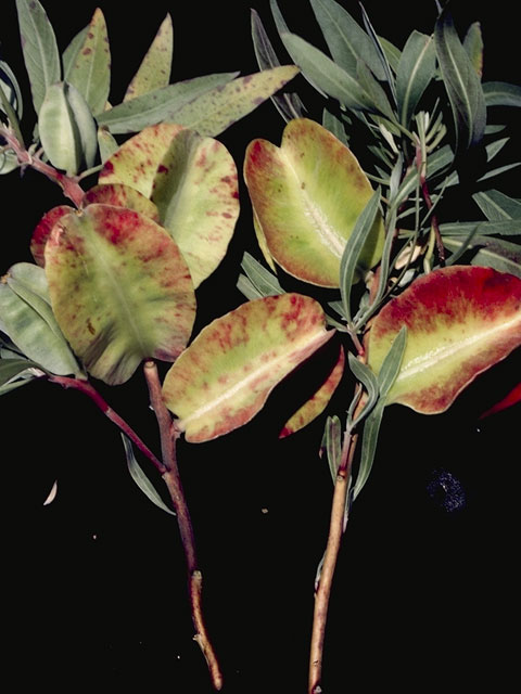 Oenothera macrocarpa ssp. macrocarpa (Bigfruit evening-primrose) #6795