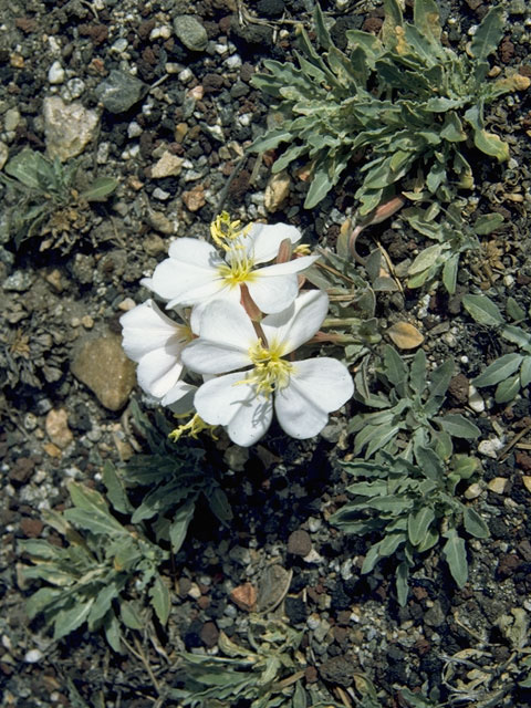 Oenothera neomexicana (New mexico evening-primrose) #6801