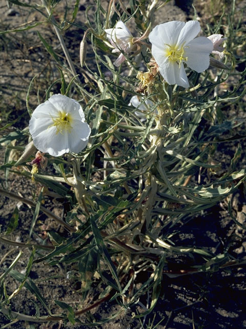 Oenothera pallida (Pale evening-primrose) #6808