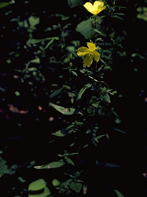 Oenothera pilosella (Meadow evening-primrose) #6814