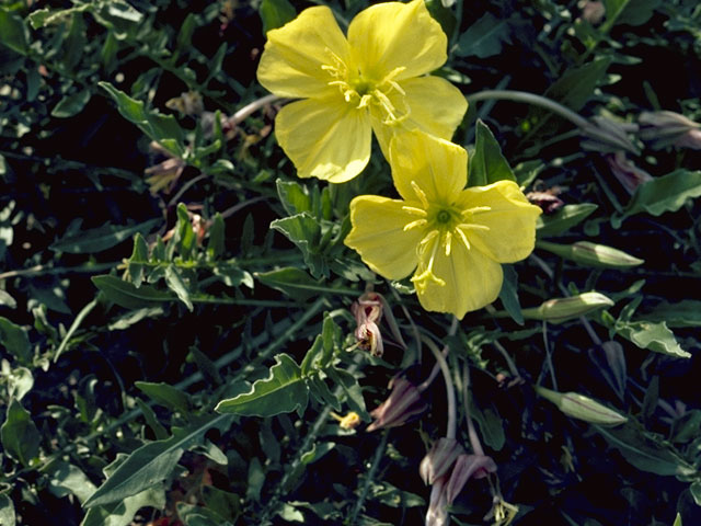 Oenothera primiveris (Desert evening-primrose) #6815