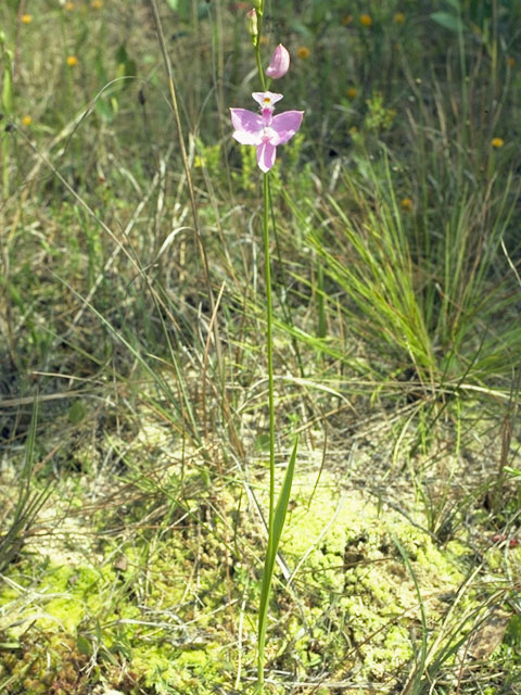 Calopogon pallidus (Pale grass-pink) #6837