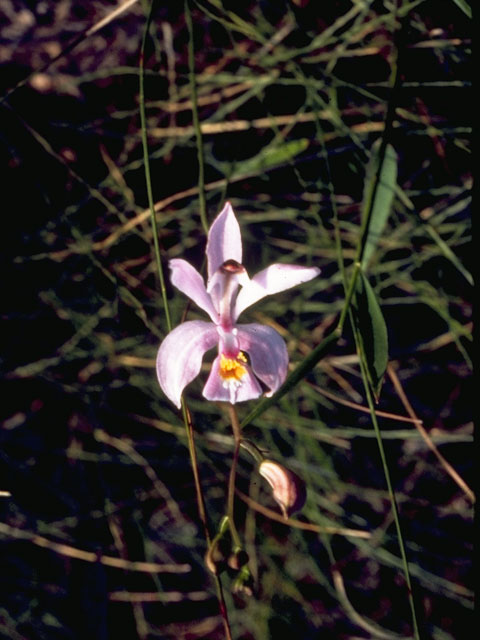 Calopogon pallidus (Pale grass-pink) #6838