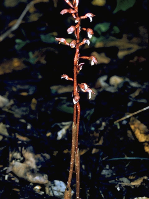 Corallorhiza wisteriana (Spring coral-root) #6868