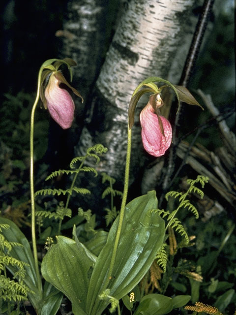 Cypripedium acaule (Moccasin flower) #6872