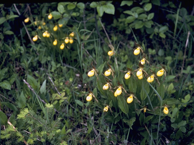 Cypripedium parviflorum (Yellow lady's-slipper orchid) #6883