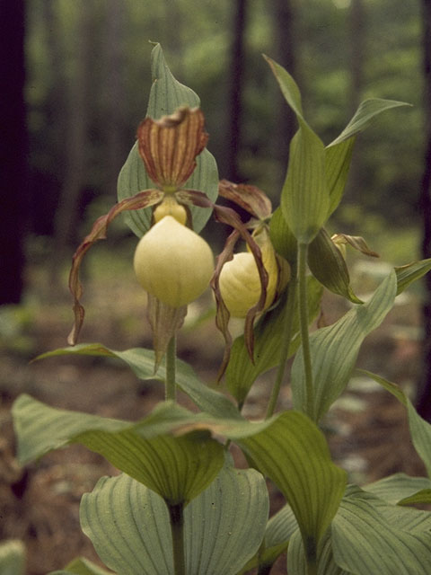 Cypripedium parviflorum (Yellow lady's-slipper orchid) #6884