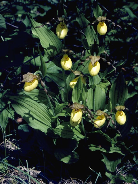 Cypripedium parviflorum (Yellow lady's-slipper orchid) #6887