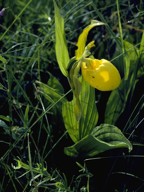 Cypripedium parviflorum (Yellow lady's-slipper orchid) #6889