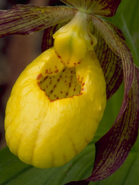 Cypripedium parviflorum (Yellow lady's-slipper orchid) #6891