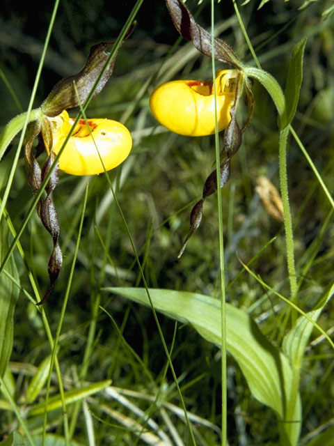 Cypripedium parviflorum (Yellow lady's-slipper orchid) #6908
