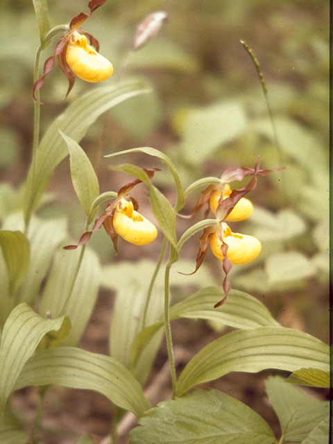 Cypripedium parviflorum (Yellow lady's-slipper orchid) #6909
