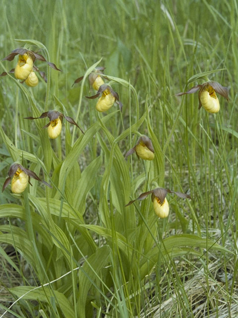 Cypripedium parviflorum (Yellow lady's-slipper orchid) #6910