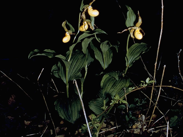 Cypripedium parviflorum var. pubescens (Greater yellow lady's slipper) #6911