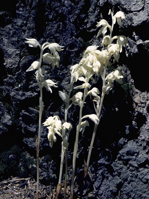 Cephalanthera austiniae (Phantom orchid) #6927