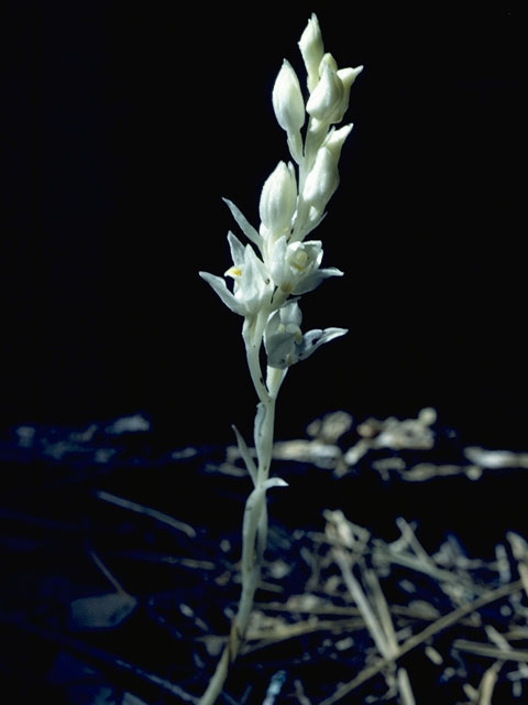 Cephalanthera austiniae (Phantom orchid) #6928