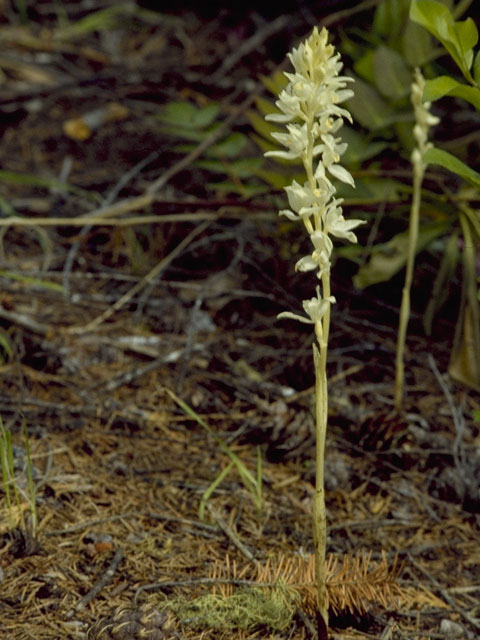Cephalanthera austiniae (Phantom orchid) #6929