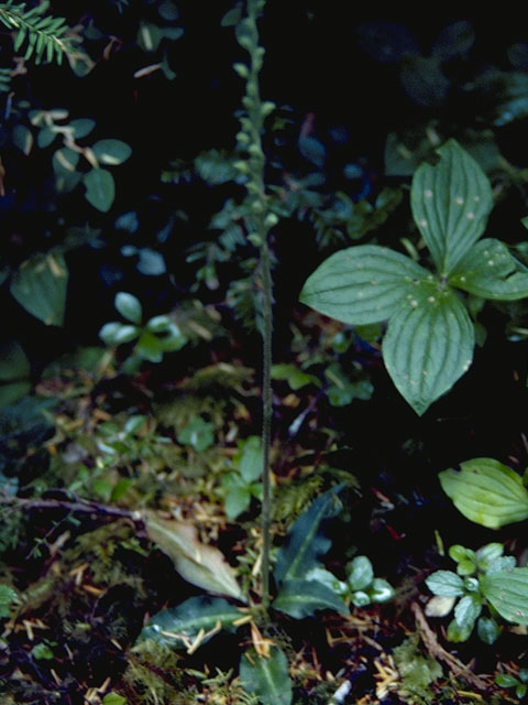 Goodyera oblongifolia (Western rattlesnake plantain) #6937