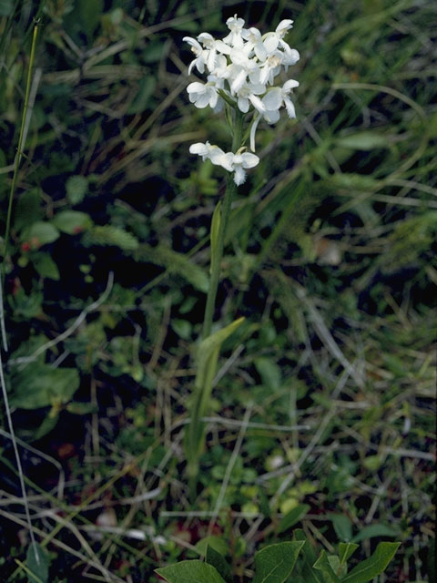 Platanthera blephariglottis var. blephariglottis (White fringed orchid) #6943