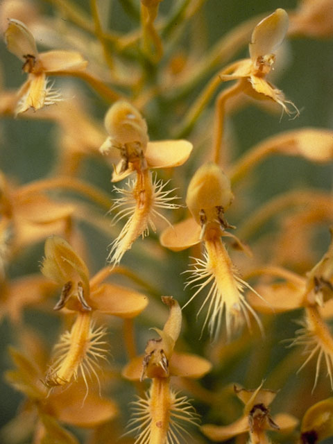 Platanthera ciliaris (Orange fringed orchid) #6944