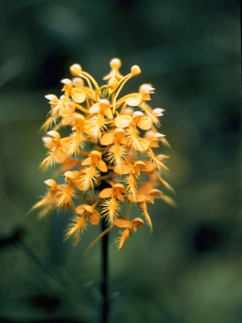 Platanthera ciliaris (Orange fringed orchid) #6946