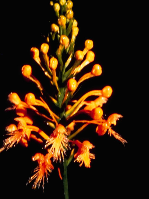Platanthera ciliaris (Orange fringed orchid) #6947