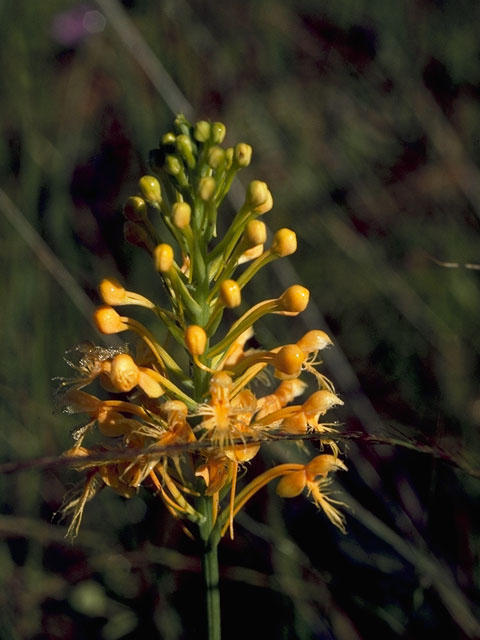 Platanthera ciliaris (Orange fringed orchid) #6948