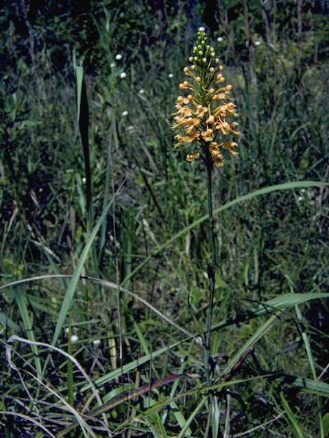 Platanthera ciliaris (Orange fringed orchid) #6949