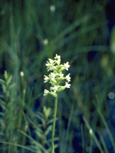 Platanthera clavellata (Small green wood orchid) #6950