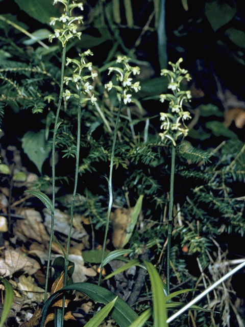 Platanthera clavellata (Small green wood orchid) #6954