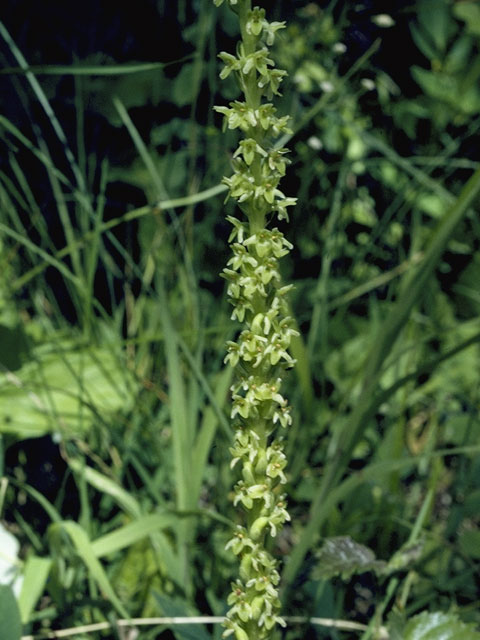 Piperia elongata (Denseflower rein orchid) #6956