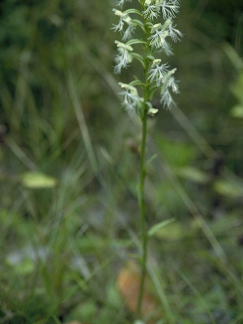 Platanthera lacera (Green fringed orchid) #6966