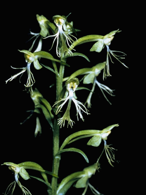 Platanthera lacera (Green fringed orchid) #6968
