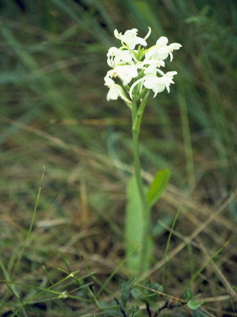 Platanthera blephariglottis (White fringed orchid) #6972