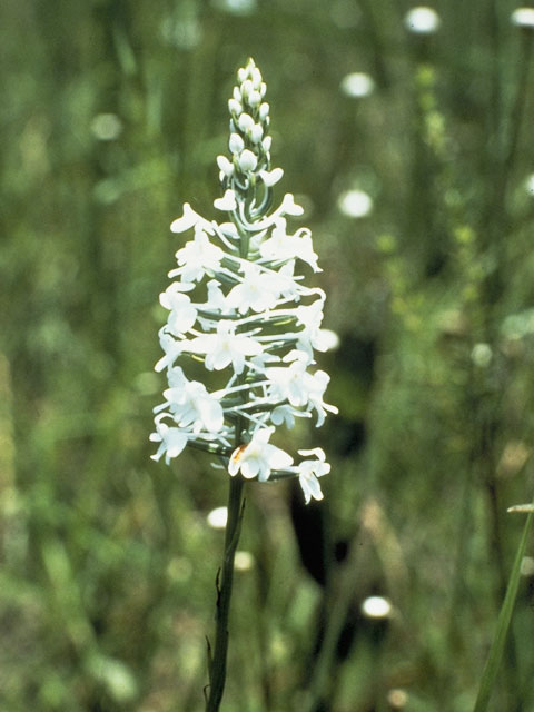 Platanthera nivea (Snowy orchid) #6973