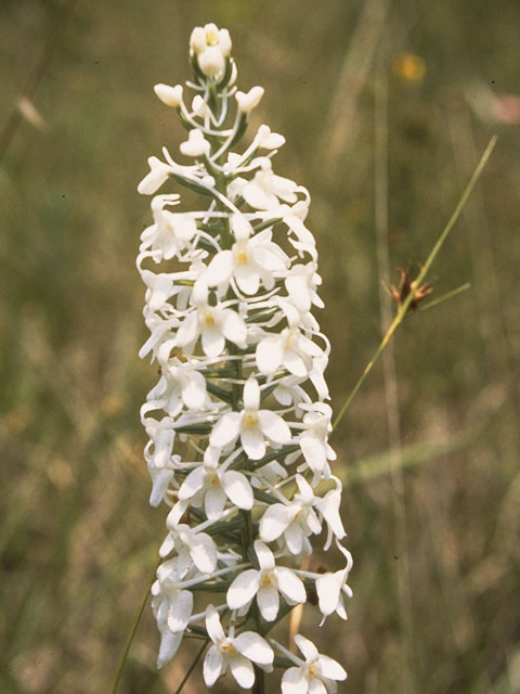 Platanthera nivea (Snowy orchid) #6974