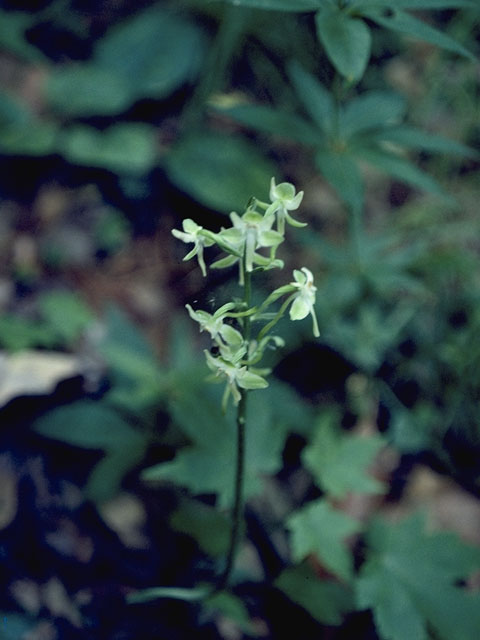 Platanthera orbiculata (Lesser roundleaved orchid) #6977