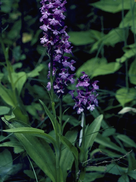 Platanthera psycodes (Lesser purple fringed orchid) #6979