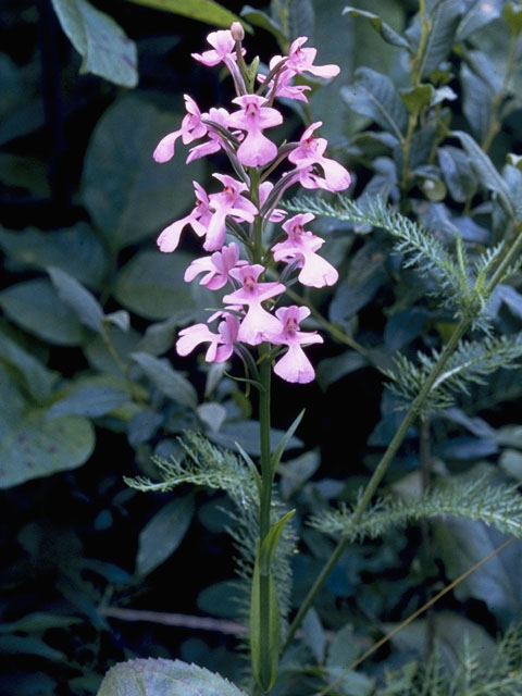 Platanthera peramoena (Purple fringeless orchid) #6980