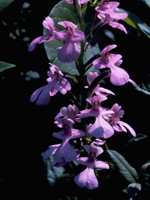 Platanthera peramoena (Purple fringeless orchid) #6981