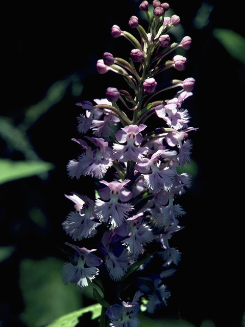 Platanthera psycodes (Lesser purple fringed orchid) #6983