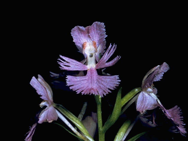 Platanthera grandiflora (Greater purple fringed orchid) #6984