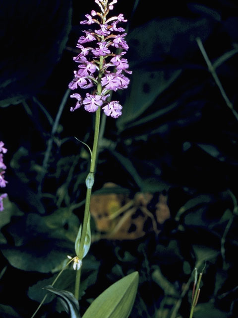 Platanthera psycodes (Lesser purple fringed orchid) #6985
