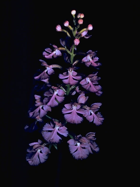 Platanthera psycodes (Lesser purple fringed orchid) #6987