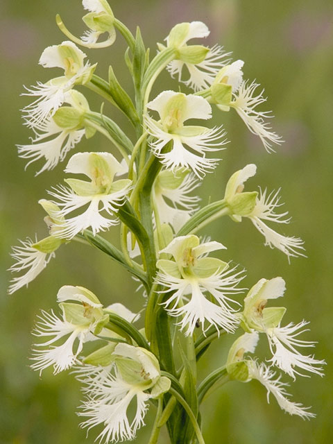 Platanthera leucophaea (Prairie white fringed orchid) #6988