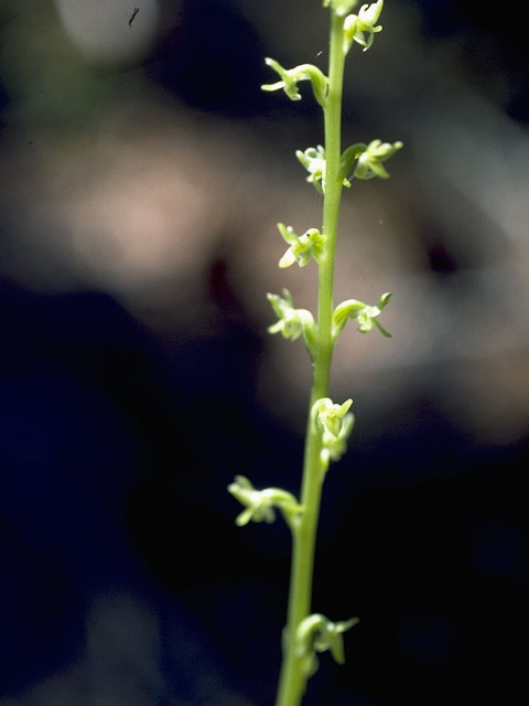 Platanthera sparsiflora var. sparsiflora (Sparse-flowered bog orchid) #6991