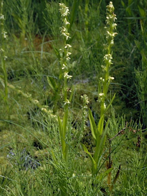Platanthera sparsiflora var. sparsiflora (Sparse-flowered bog orchid) #6992