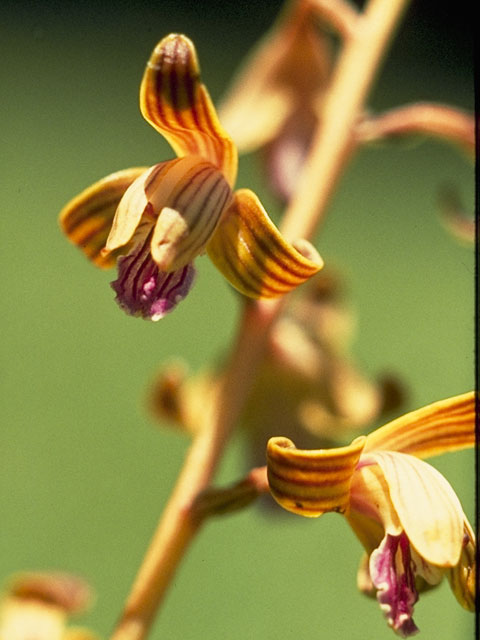 Hexalectris spicata (Spiked crested coralroot) #6993
