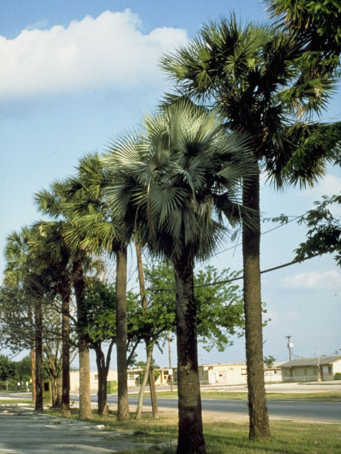 Sabal mexicana (Texas palm) #6998